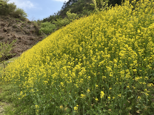 咲き誇る菜の花