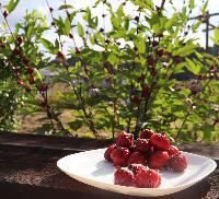 ローゼル畑とローゼル