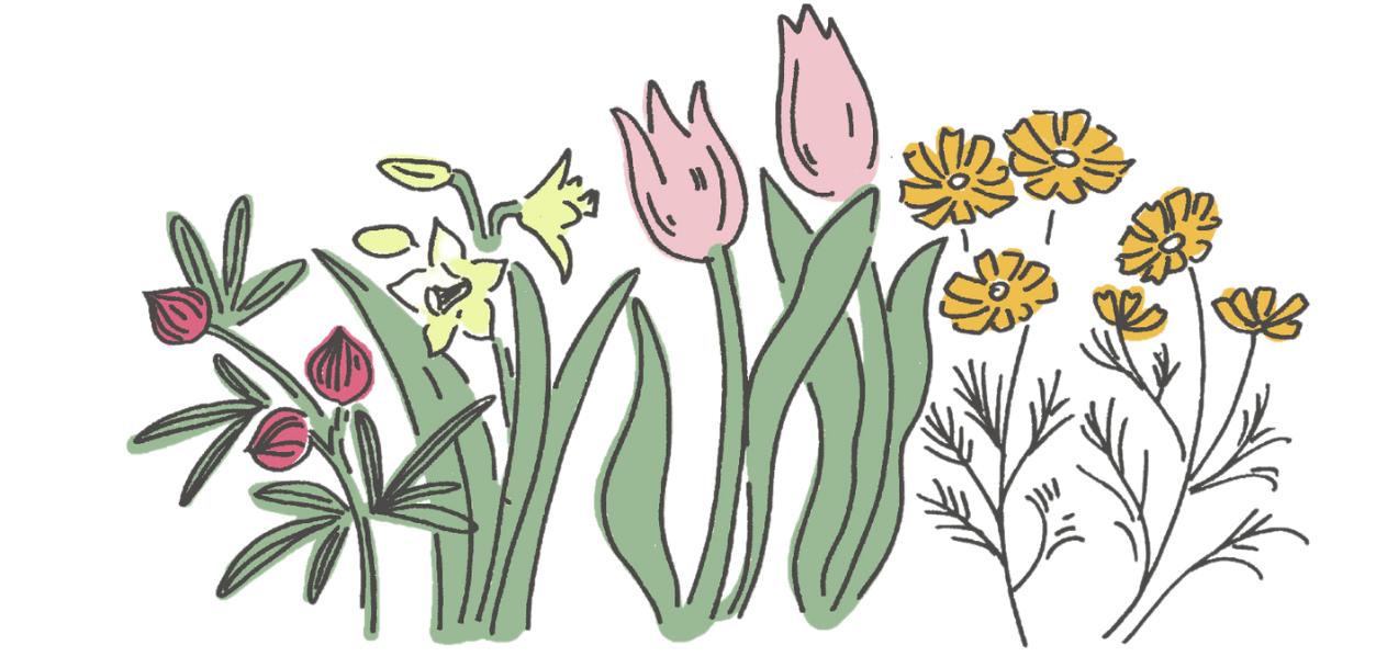 チューリップ、お花