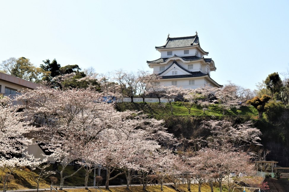 並んだ桜とその奥に建つ城の写真