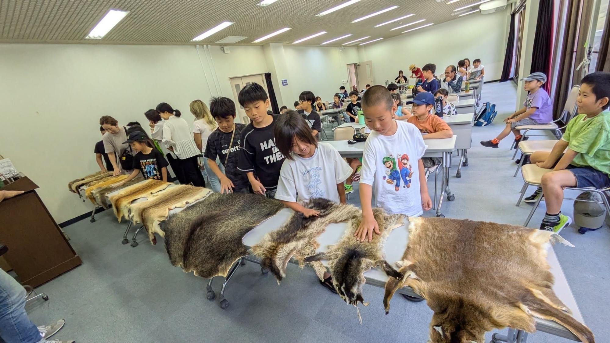 毛皮をさわる小学生
