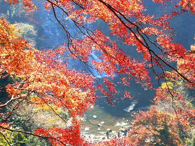 紅葉の見ごろを迎えた粟又の滝